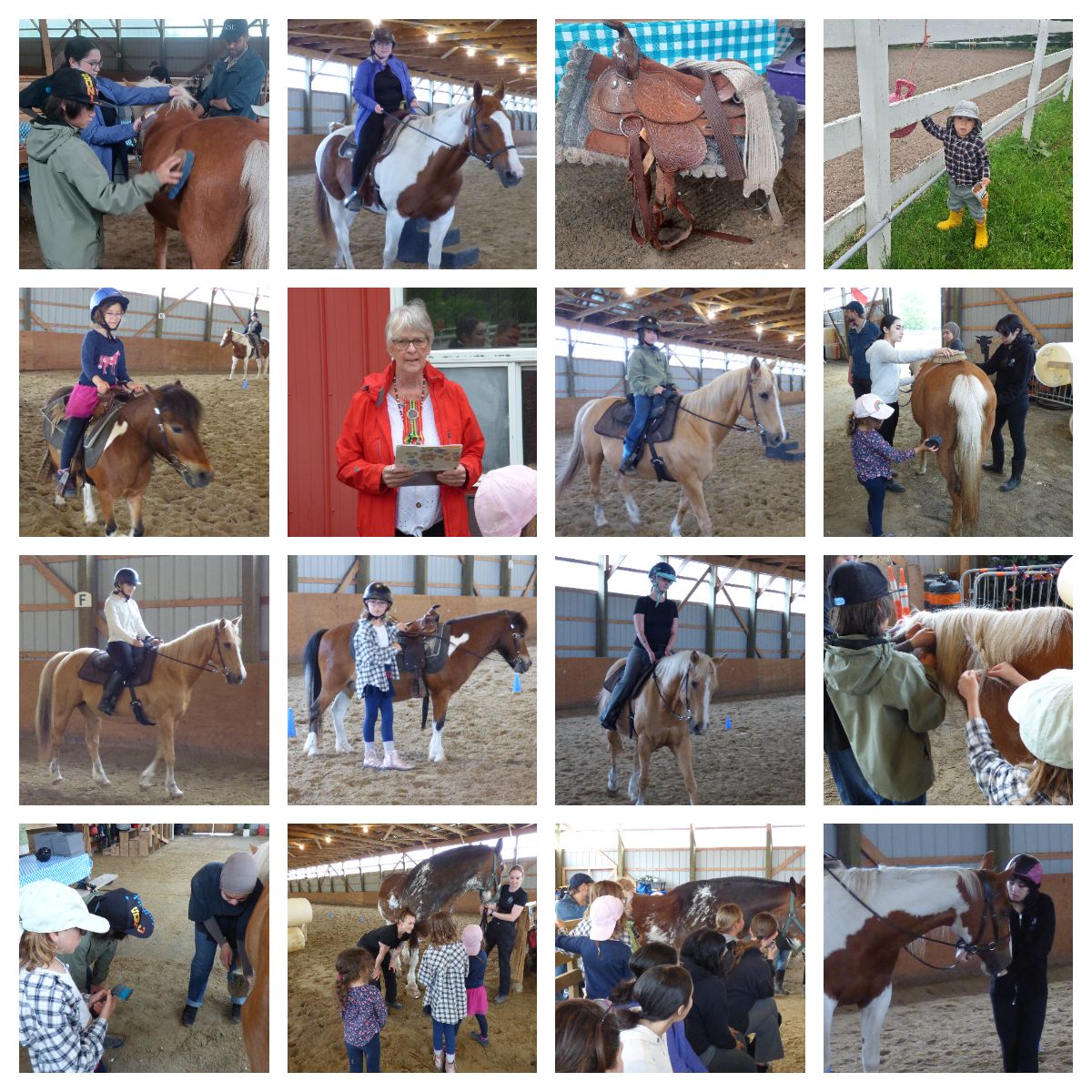 Horses, Respect, and Responsibility: A Land-Based Horsemanship Workshop